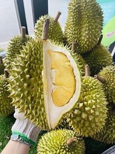Tổ hợp tác sản xuất Sầu riêng Trường Tây 2