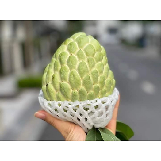 Product Info Image 1
