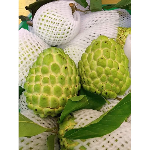 Product Info Image 4