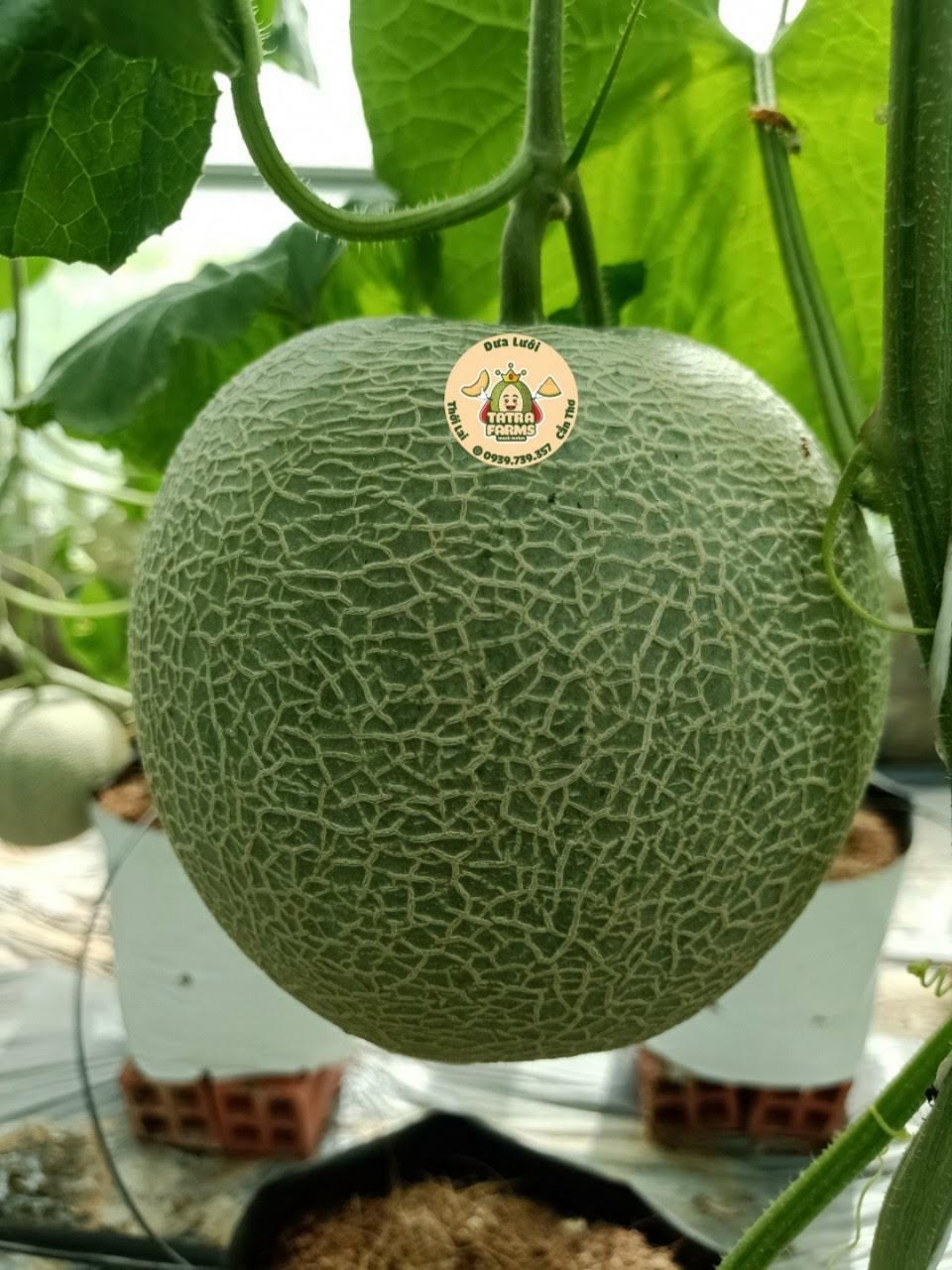 Product Info Image 1