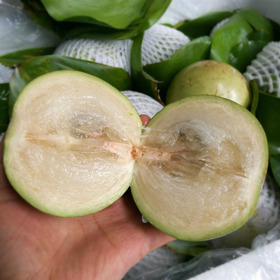 Product Info Image 8