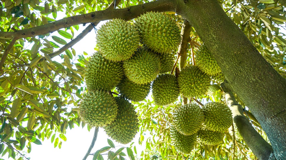 Product Info Image 4