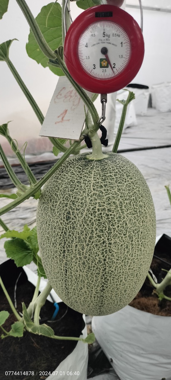 Product Info Image 1