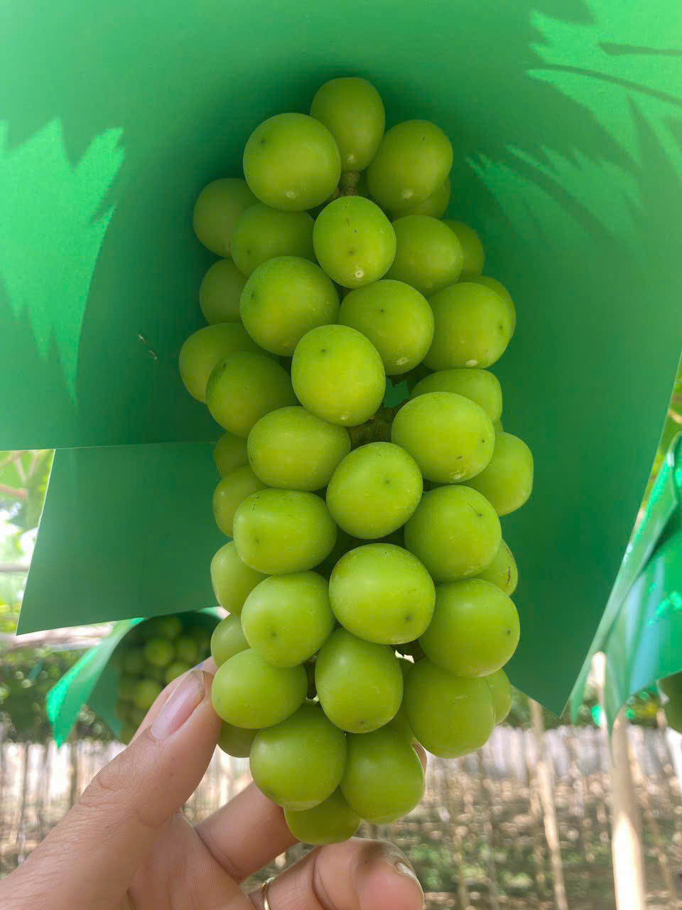 Product Info Image 2