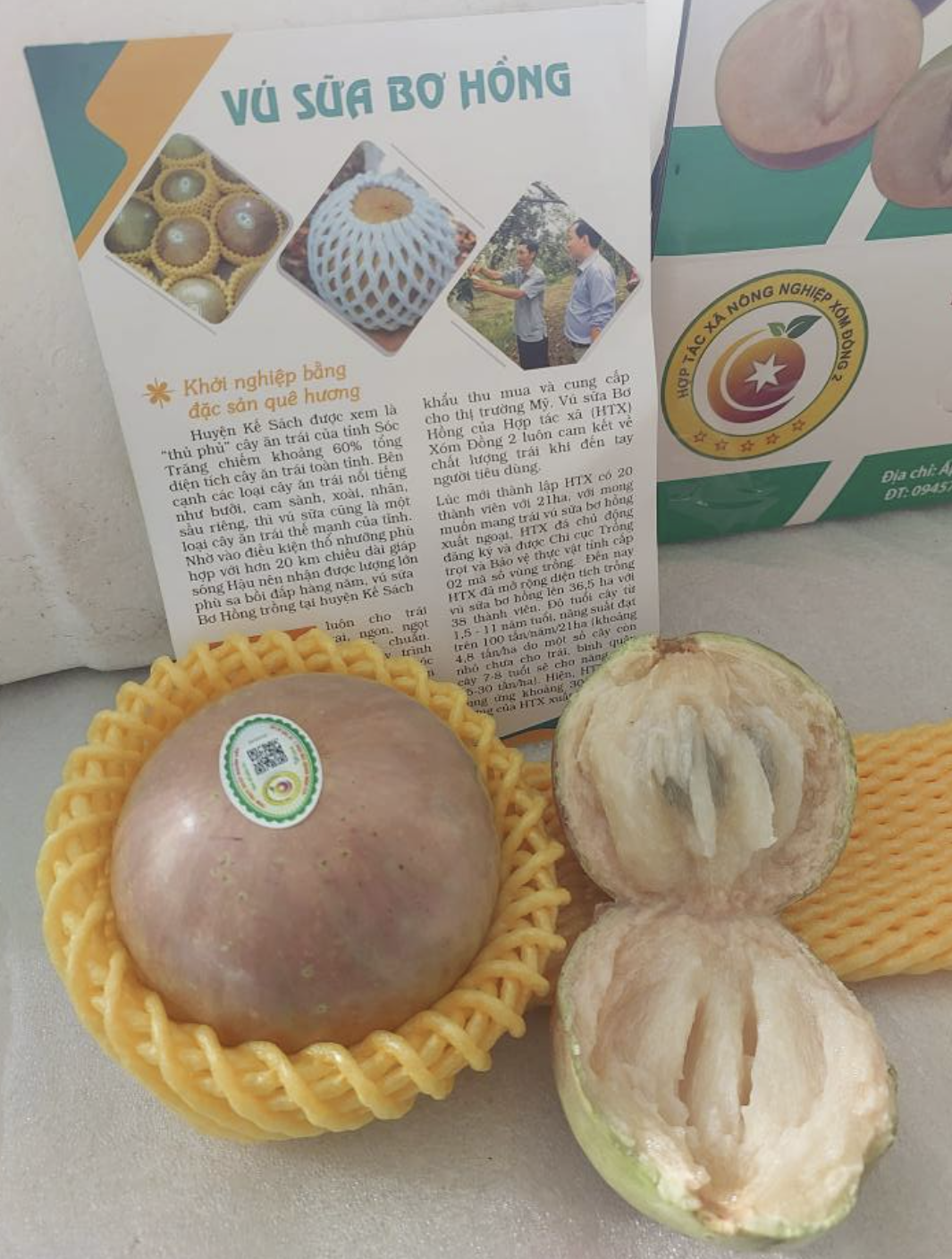 Vú sữa Bơ Hồng