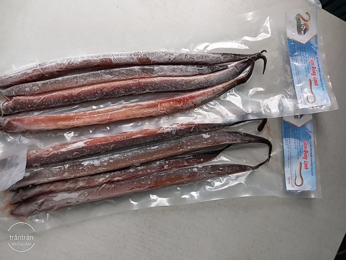 lươn đông lạnh