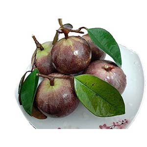 Vú sữa