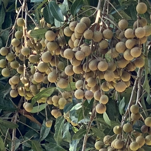 Nhãn Ido