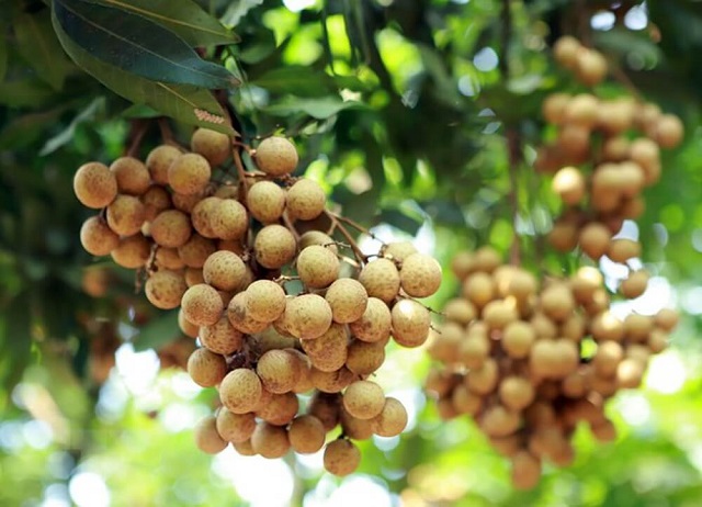 Nhãn Ido Định Môn