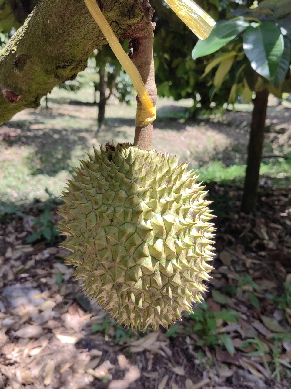 Sầu riêng Trường Thành