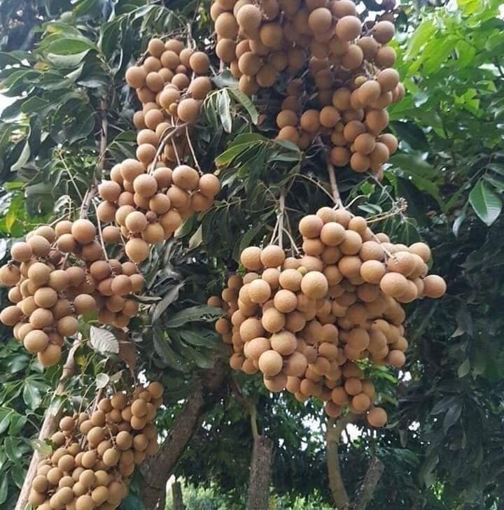 Nhãn Idor