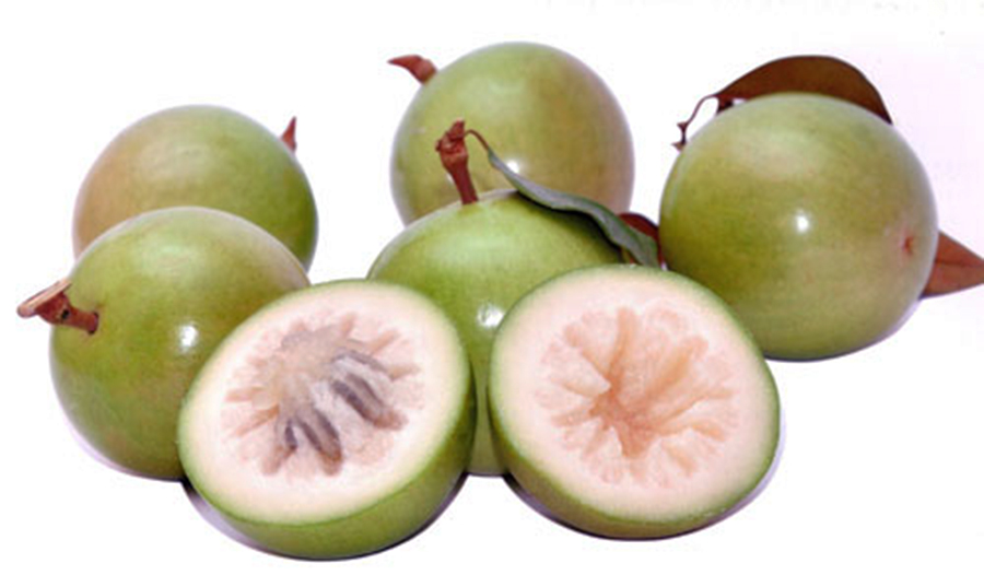Vú sữa lò rèn  