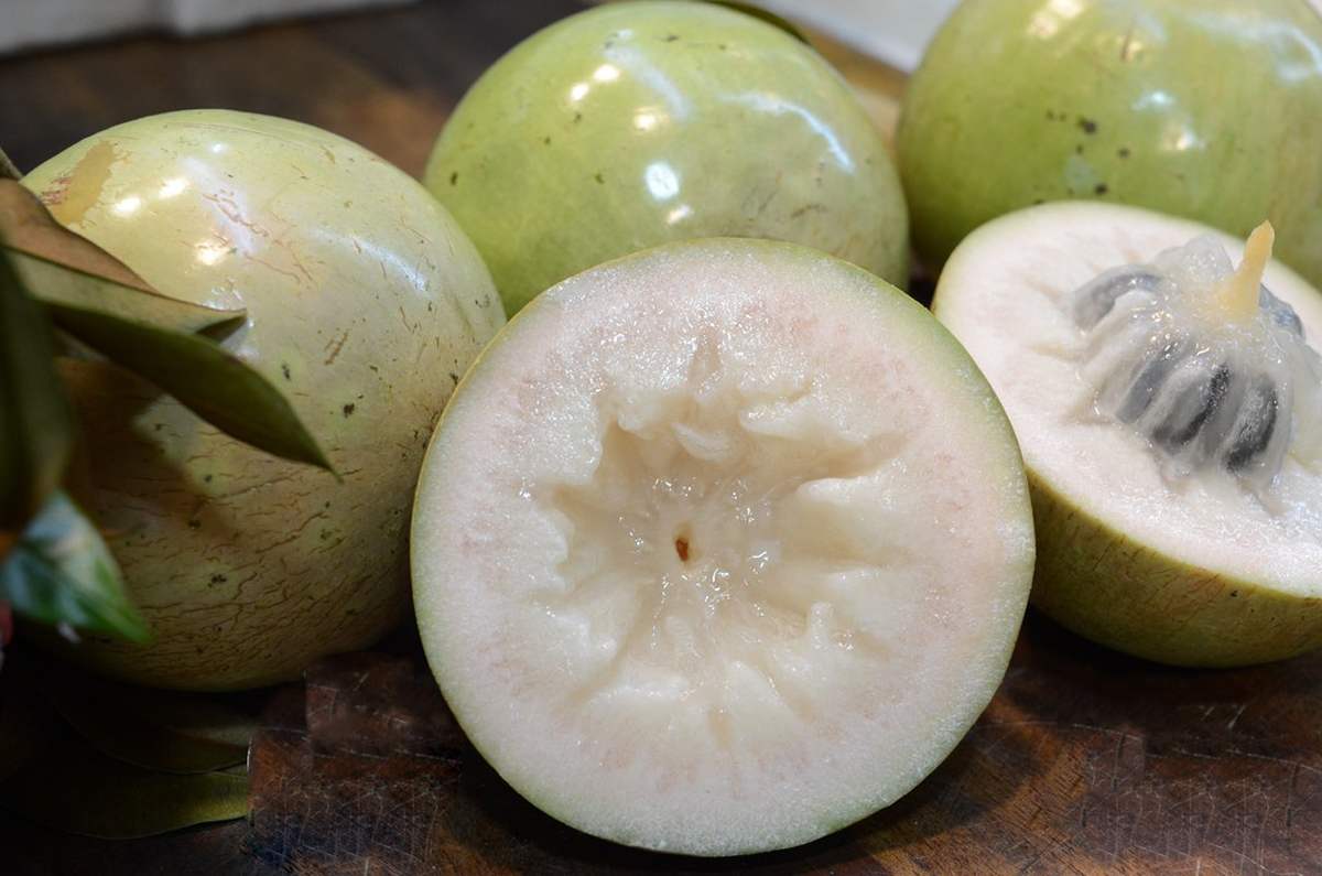 Vú sữa lò rèn   