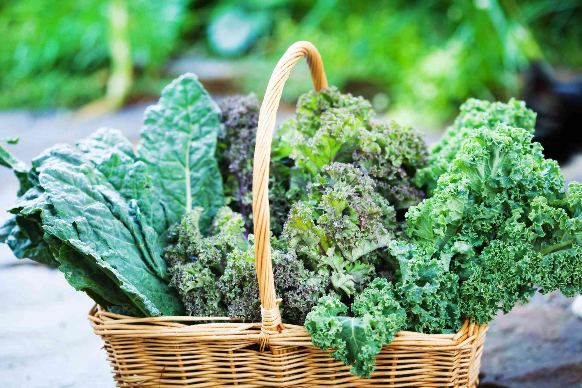 Cải kale (cải xoăn)