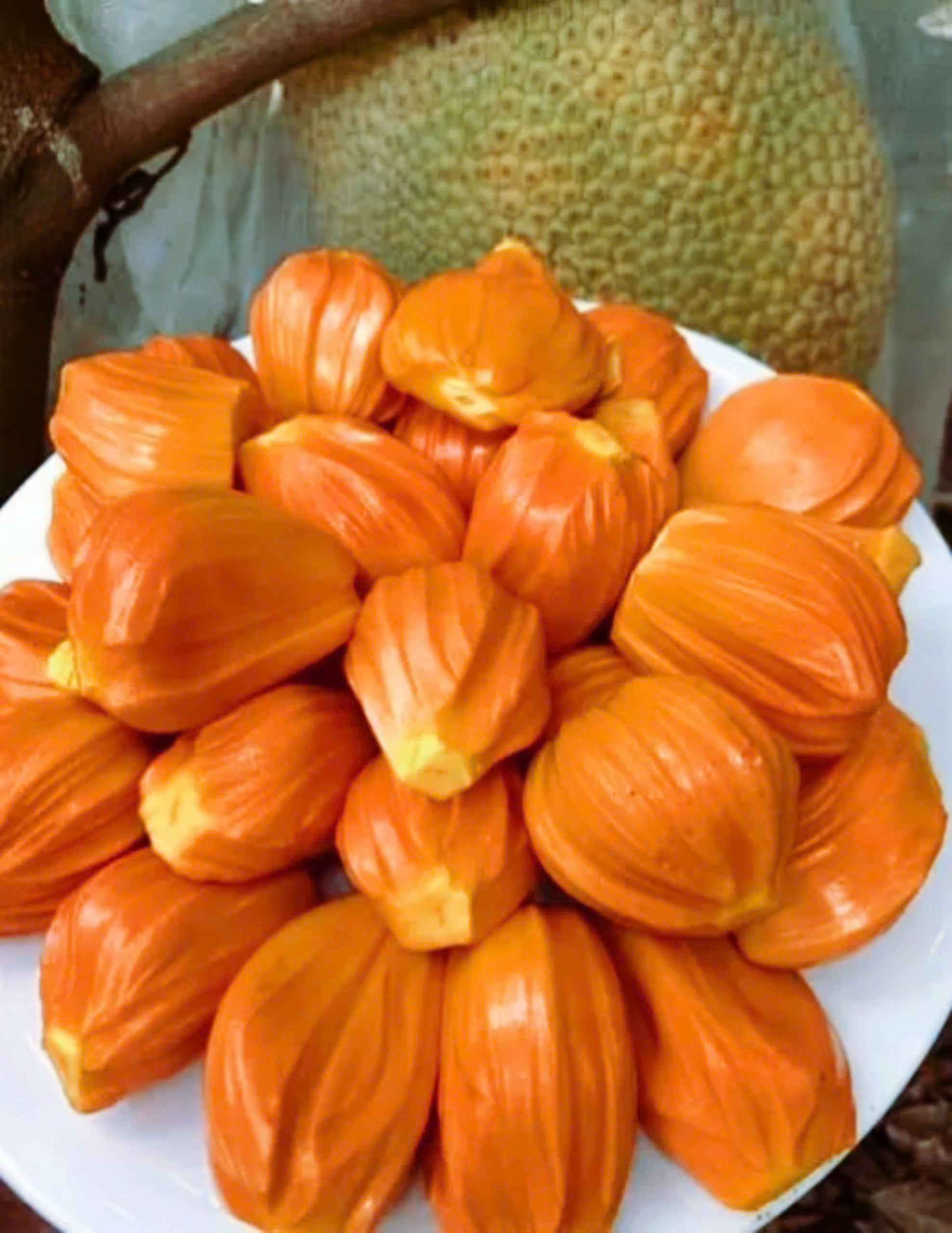 Mít đỏ sơ vàng Nhật Khoa
