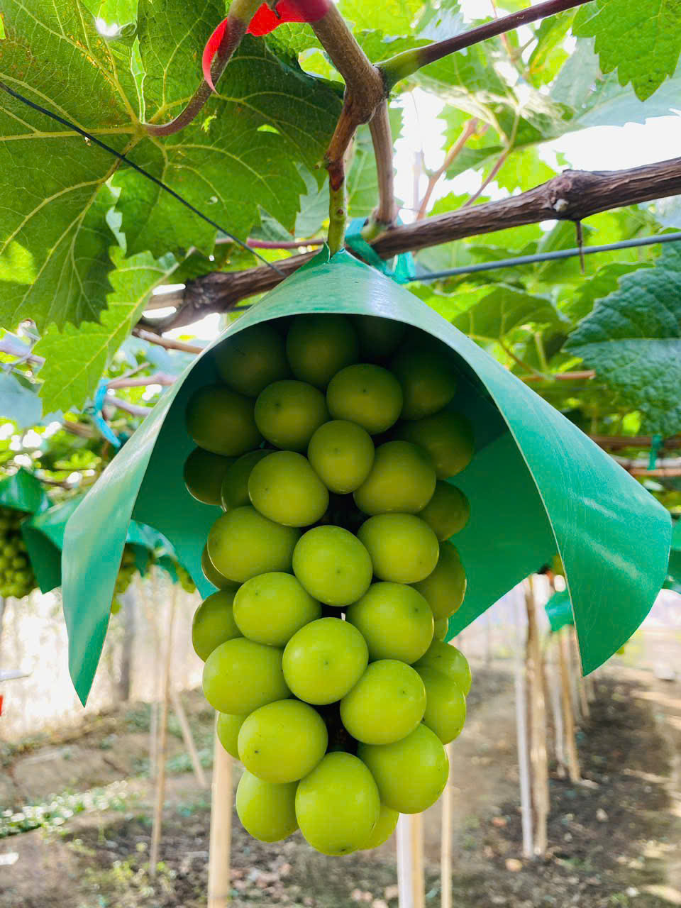 Nho mẫu đơn Cậu Mười