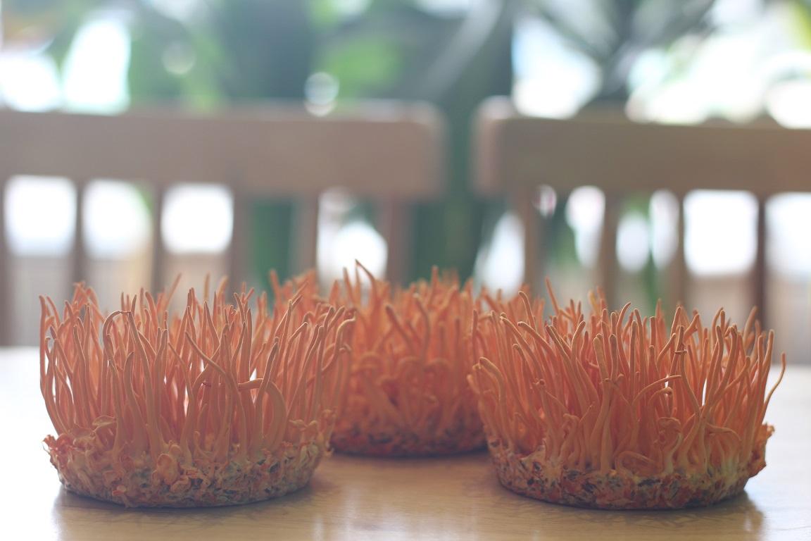 dược thảo fungi